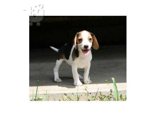PoulaTo: Beagle κουτάβι χρειάζεται ένα σπίτι